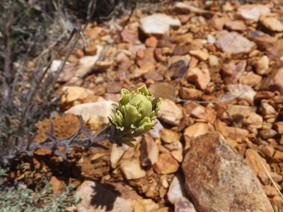 Castilleja cinerea, photographed by joergmlpts