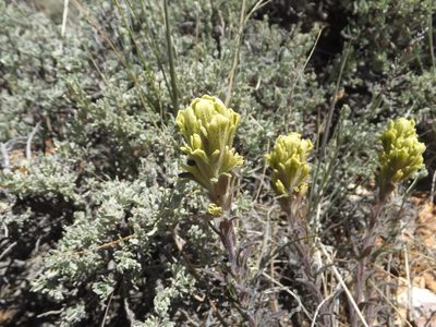 Castilleja cinerea, photographed by joergmlpts