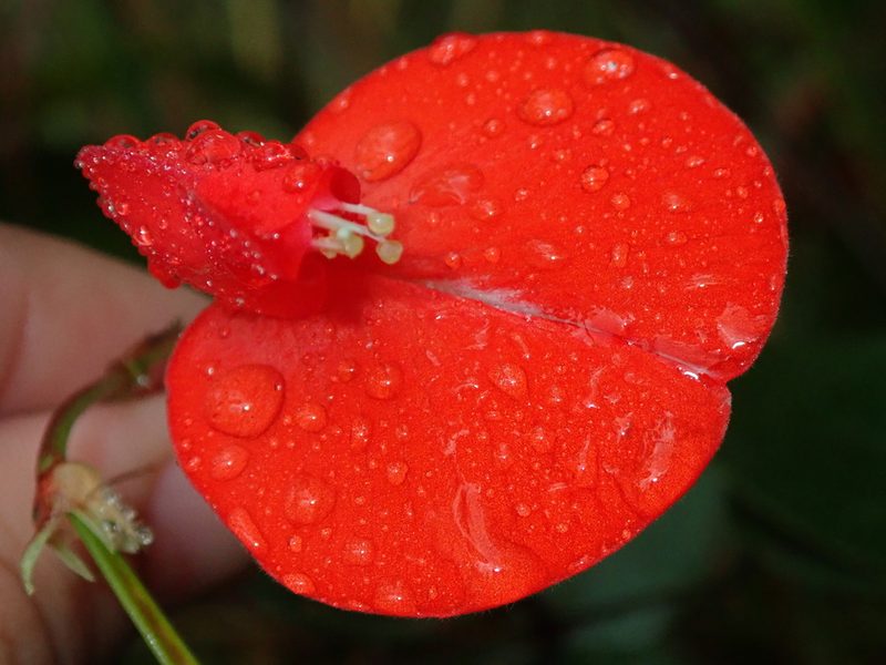 Periandra coccinea, photographed by Tsssss