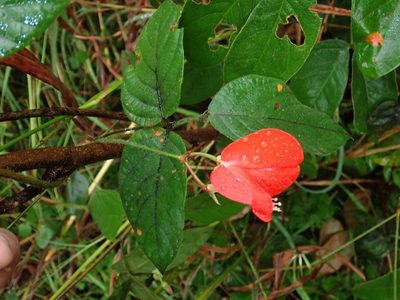 Periandra coccinea, photographed by Tsssss