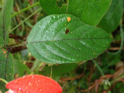 Periandra coccinea, photographed by Tsssss