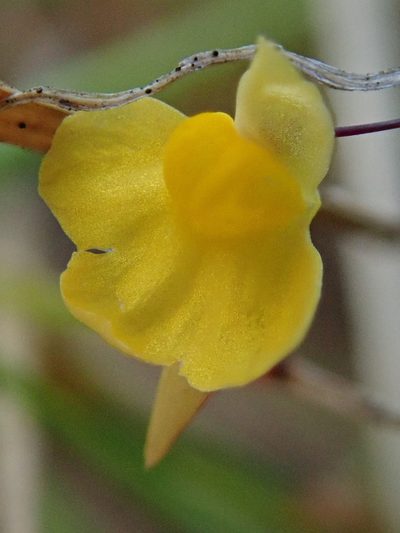 Utricularia triloba, photographed by Tsssss