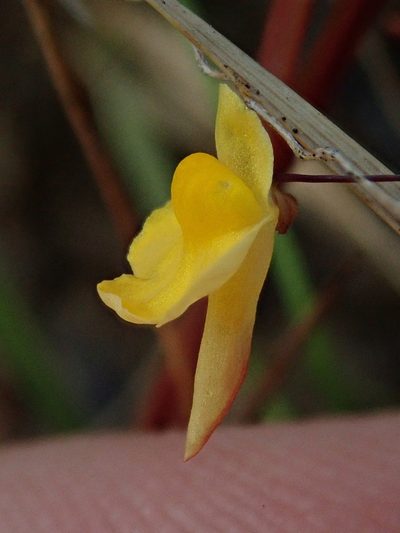 Utricularia triloba, photographed by Tsssss