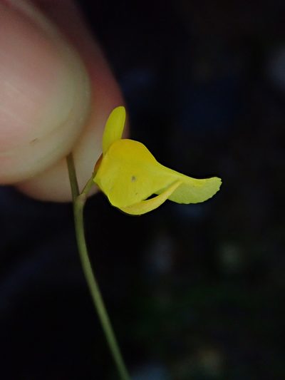 Utricularia laxa, photographed by Tsssss
