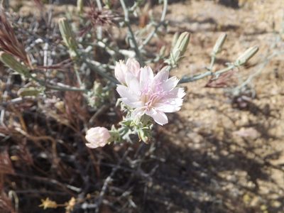 Stephanomeria parryi, photographed by joergmlpts