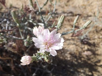 Stephanomeria parryi, photographed by joergmlpts