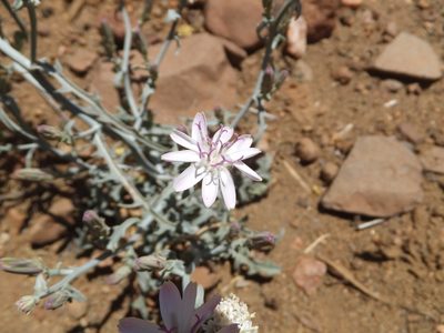 Stephanomeria parryi, photographed by joergmlpts
