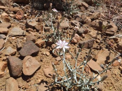 Stephanomeria parryi, photographed by joergmlpts