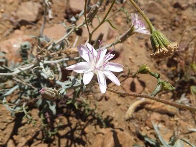 Stephanomeria parryi, photographed by joergmlpts