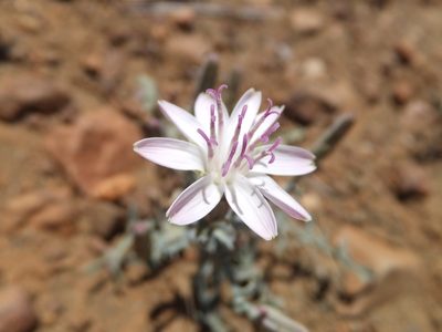 Stephanomeria parryi, photographed by joergmlpts