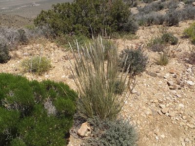 Pappostipa speciosa, photographed by joergmlpts
