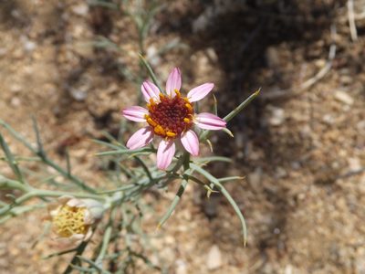 Nicolletia occidentalis, photographed by joergmlpts