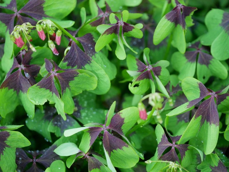 Oxalis tetraphylla, photographed by Jonathan Prior