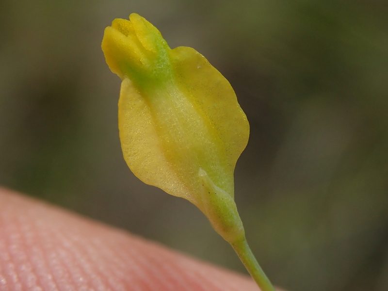 Burmannia flava, photographed by Tsssss