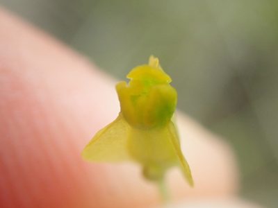 Burmannia flava, photographed by Tsssss