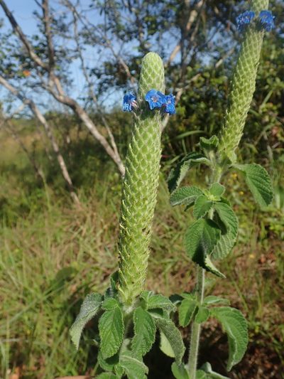 Stachytarpheta pachystachya, photographed by Tsssss