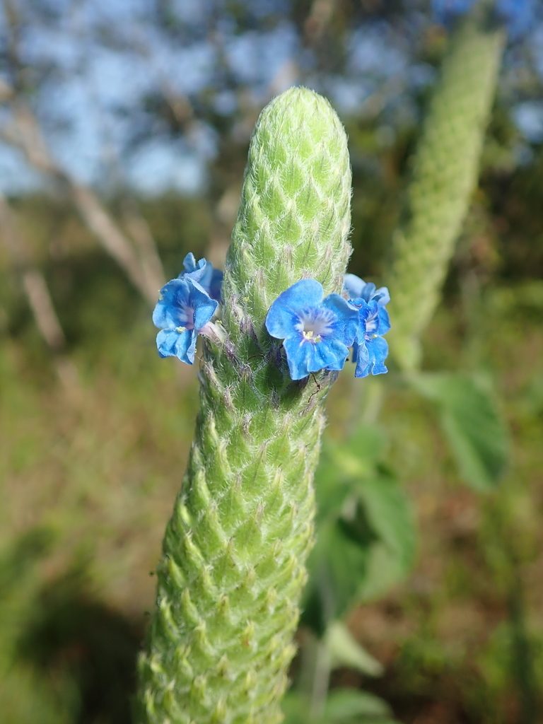 Stachytarpheta pachystachya, photographed by Tsssss