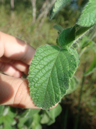 Stachytarpheta pachystachya, photographed by Tsssss