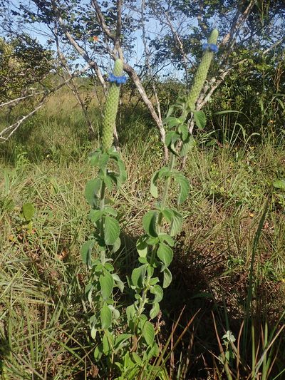 Stachytarpheta pachystachya, photographed by Tsssss