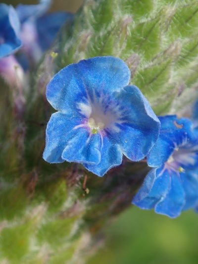 Stachytarpheta pachystachya, photographed by Tsssss