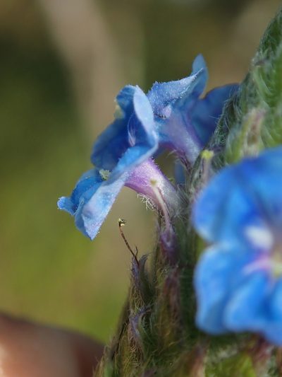 Stachytarpheta pachystachya, photographed by Tsssss