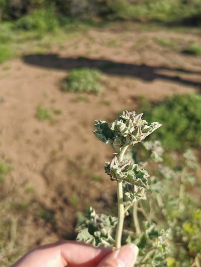 Sphaeralcea obtusiloba, photographed by Aira Francisca Faúndez Fallau