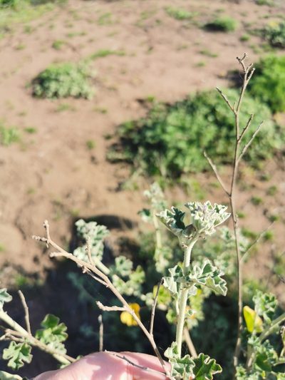 Sphaeralcea obtusiloba, photographed by Aira Francisca Faúndez Fallau