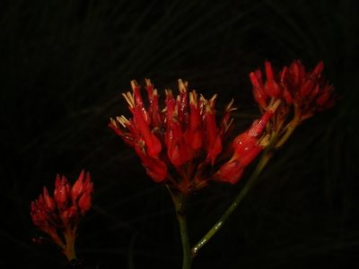 Haemodorum coccineum, photographed by Yves Bas