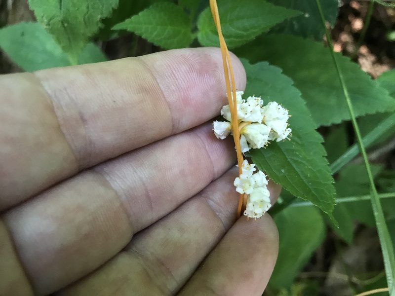 Cuscuta rostrata, photographed by Alan Weakley
