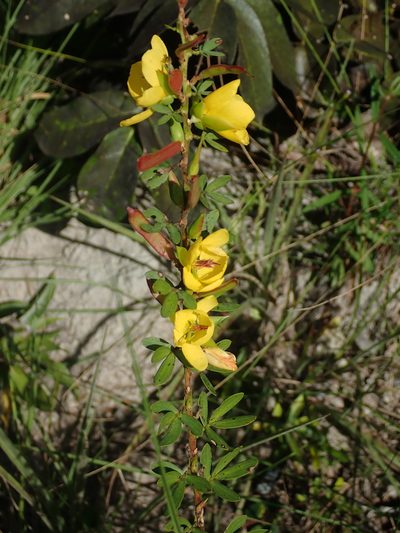 Chamaecrista desvauxii, photographed by Tsssss