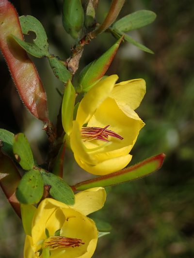 Chamaecrista desvauxii, photographed by Tsssss