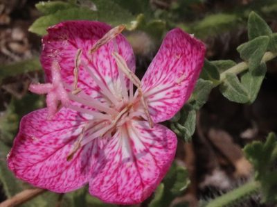 Oenothera canescens, photographed by crseaquist