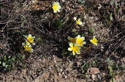 Moraea luteoalba, photographed by Tony Rebelo