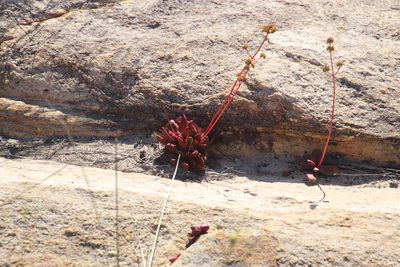 Crassula clavata, photographed by Tony Rebelo