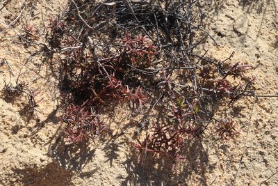 Crassula cymosa, photographed by Tony Rebelo