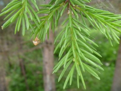 Picea koraiensis, photographed by Bruce Calvert