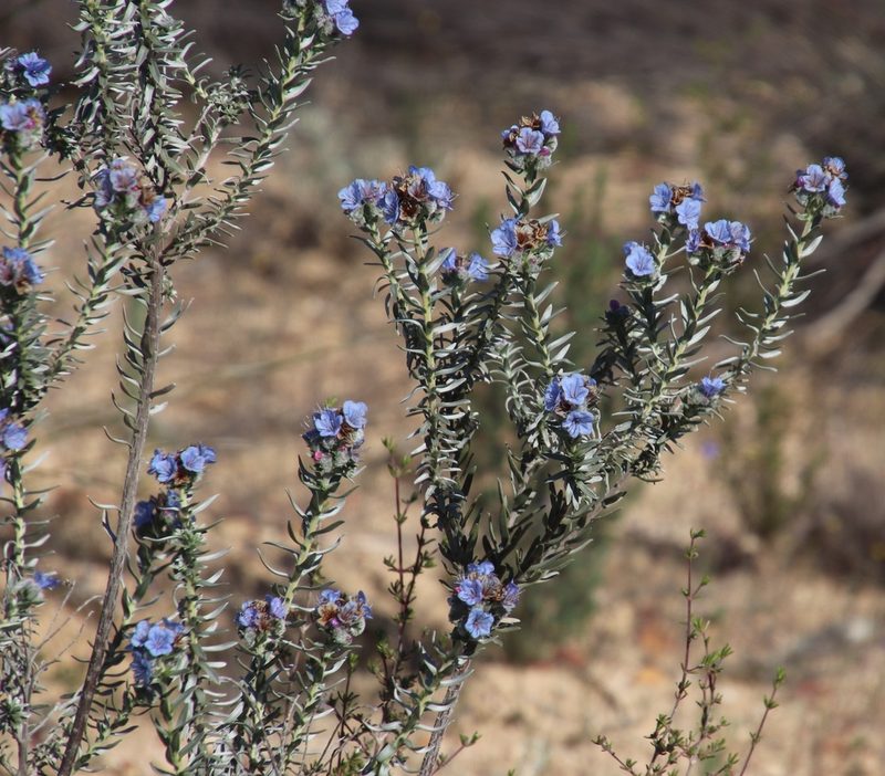 Lobostemon trichotomus, photographed by Tony Rebelo
