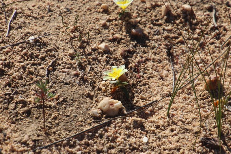 Moraea luteoalba, photographed by Tony Rebelo