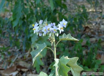 Solanum paniculatum, photographed by Helio Lourencini
