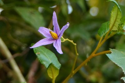 Solanum paludosum, photographed by Helio Lourencini