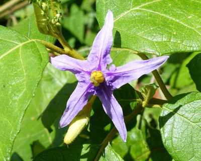 Solanum paludosum, photographed by Helio Lourencini