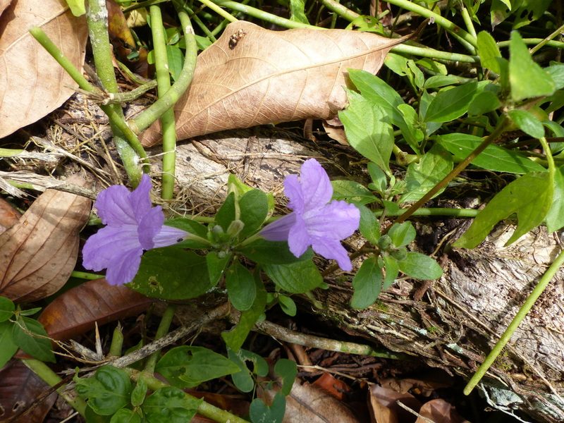 Ruellia bahiensis, photographed by Helio Lourencini