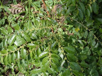 Casearia sylvestris, photographed by Helio Lourencini