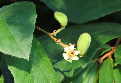 Luehea ochrophylla, photographed by Helio Lourencini