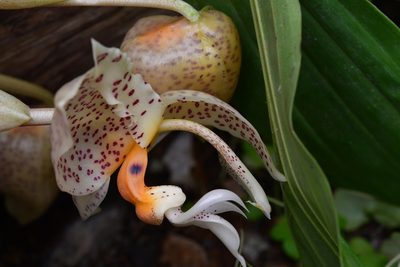 Stanhopea oculata, photographed by Neptalí Ramírez Marcial