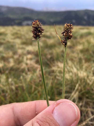 Carex nova, photographed by Cecelia Alexander