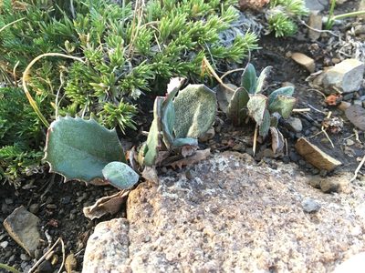 Senecio taraxacoides, photographed by Cecelia Alexander