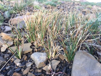 Carex rupestris, photographed by Cecelia Alexander