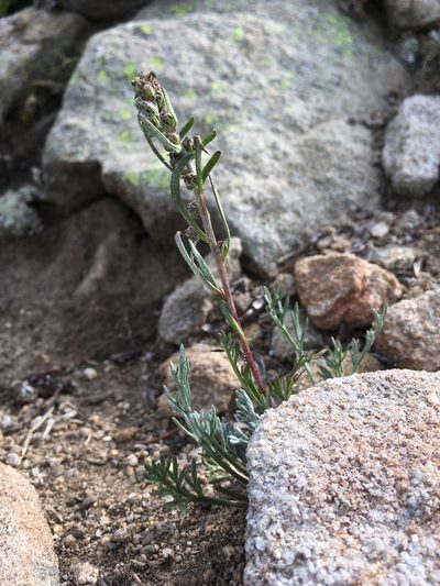 Artemisia scopulorum, photographed by Cecelia Alexander