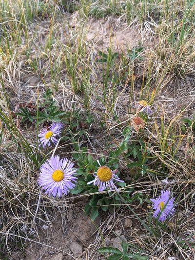 Erigeron formosissimus, photographed by Cecelia Alexander